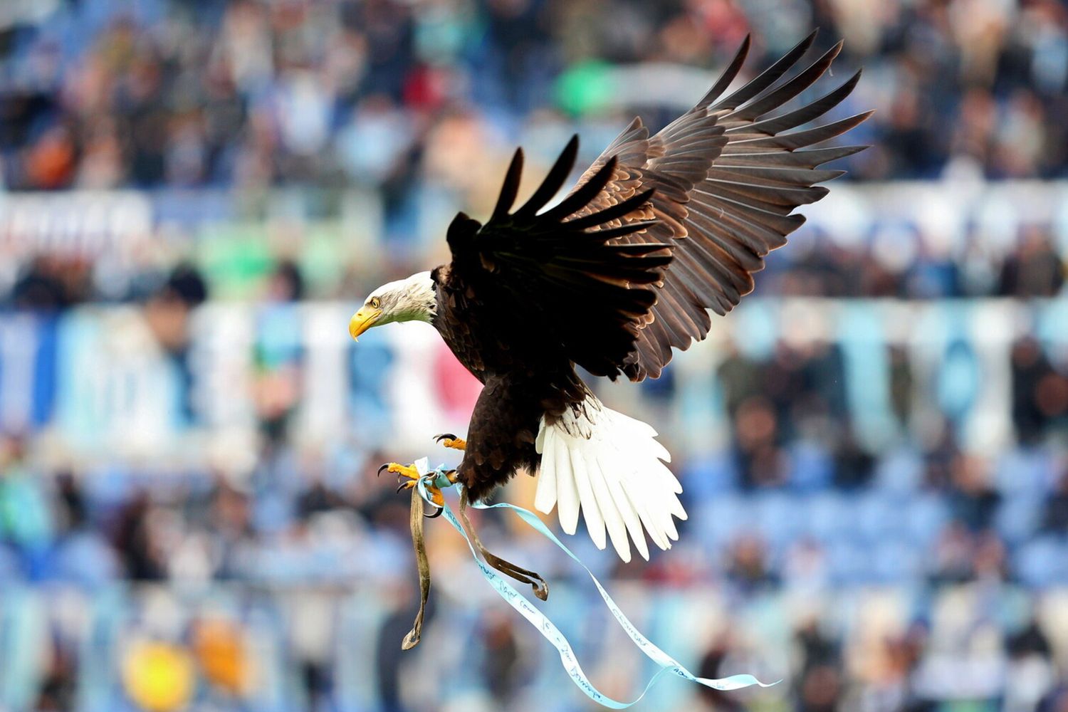 Aquila Olympia, simbolo della Lazio