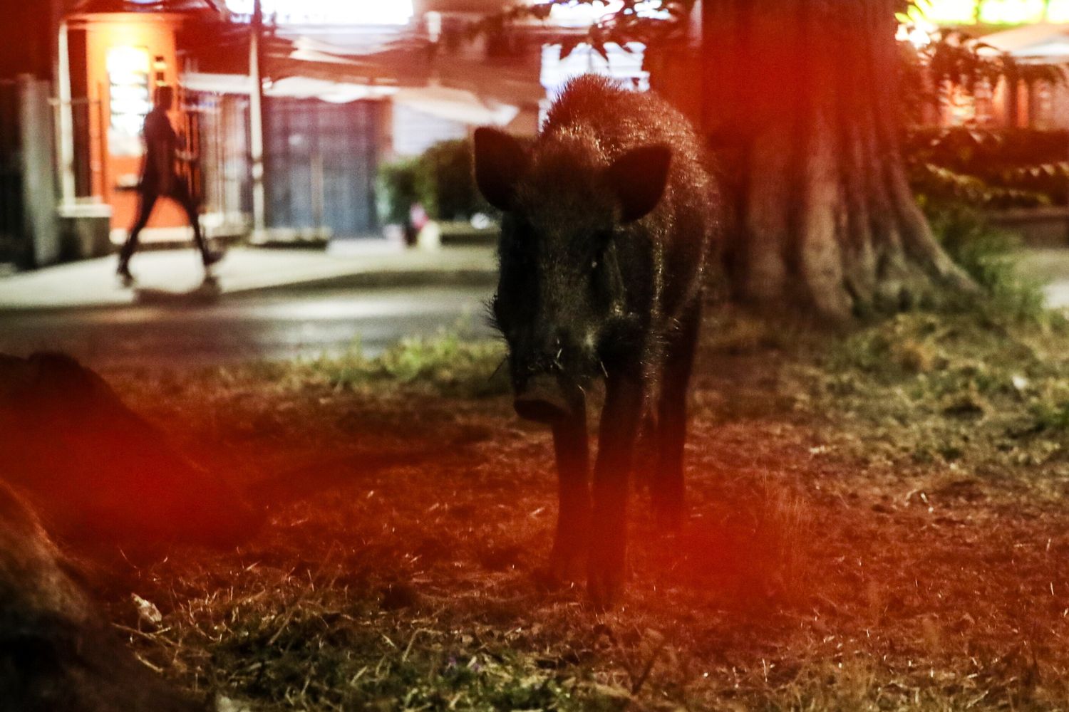 Un cinghiale a Roma