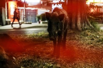 Un cinghiale a Roma