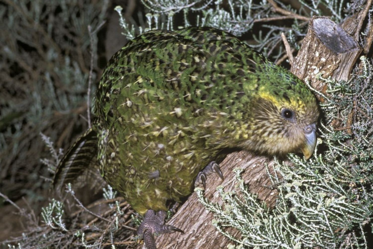 kakapo