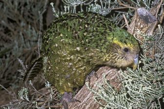 kakapo