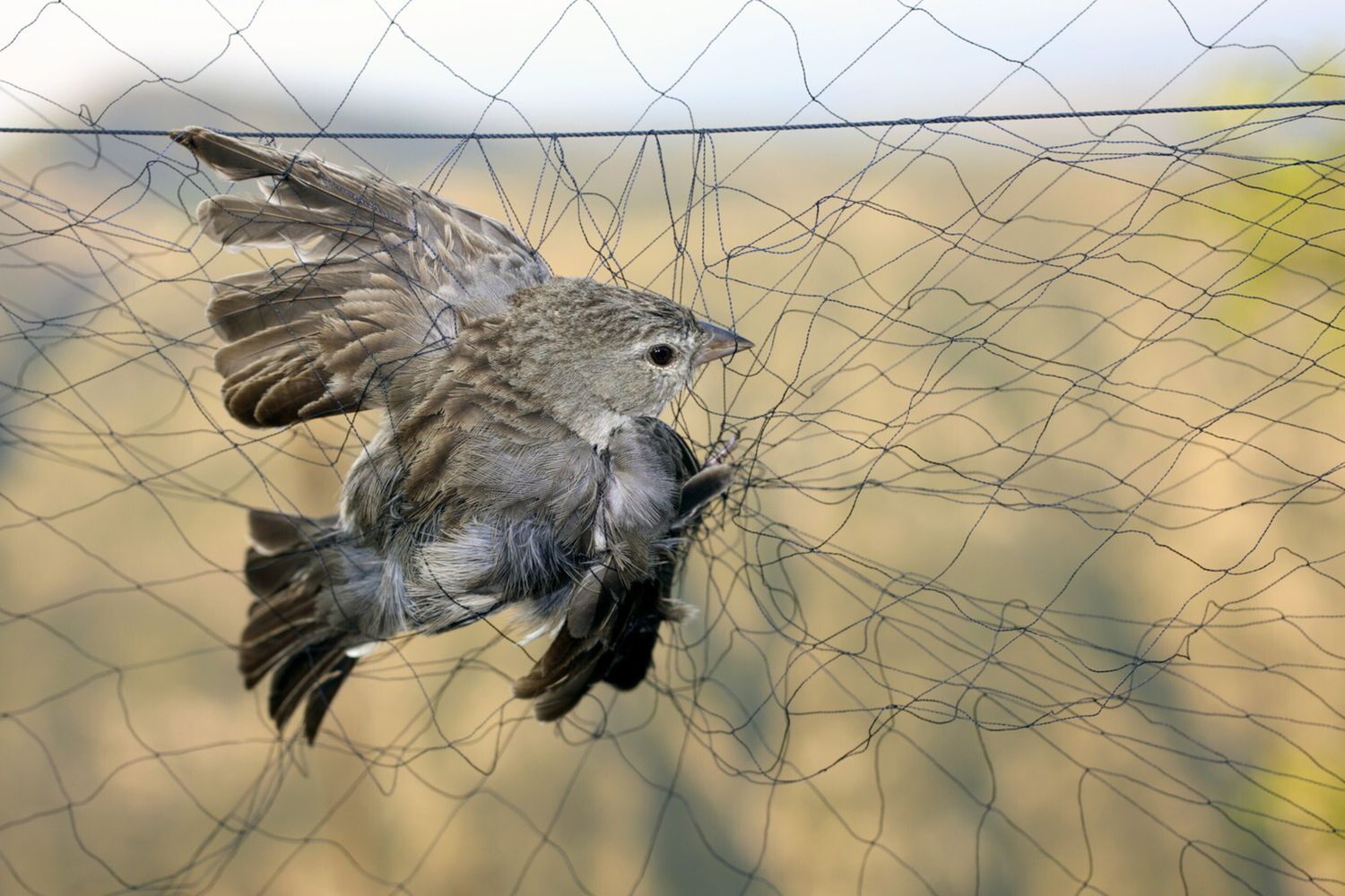 Un uccello