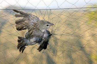 Un uccello
