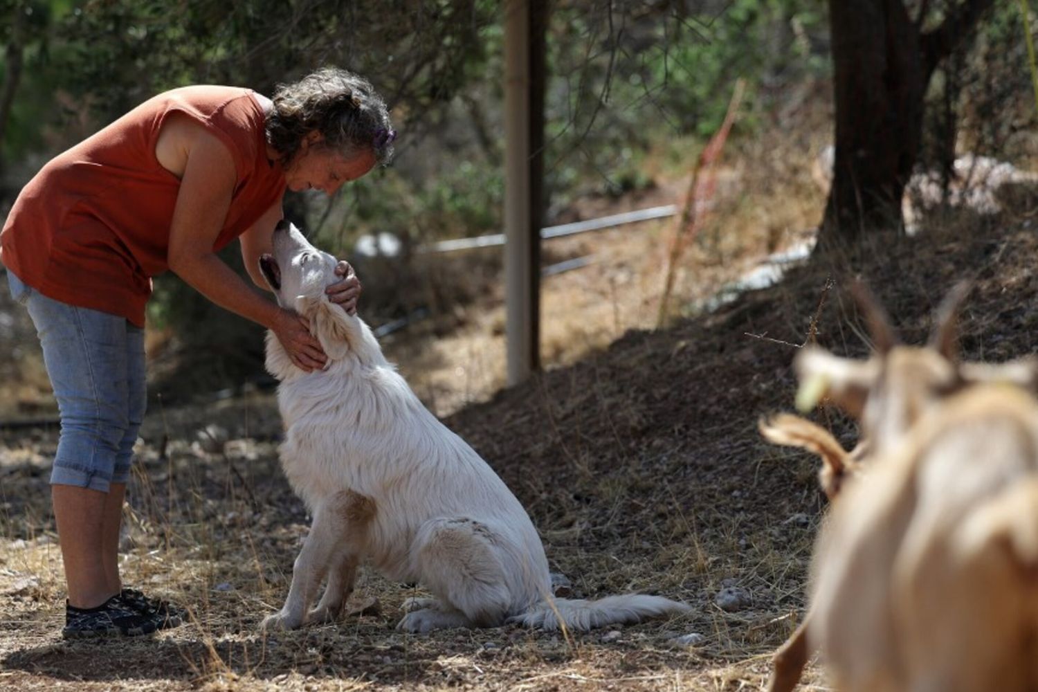Cani e gatti