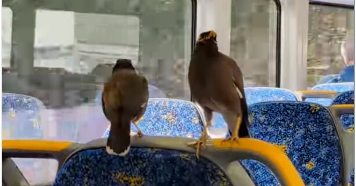 Due uccelli si spostano in treno a Sydney in cerca di cibo, diventando virali sui social
