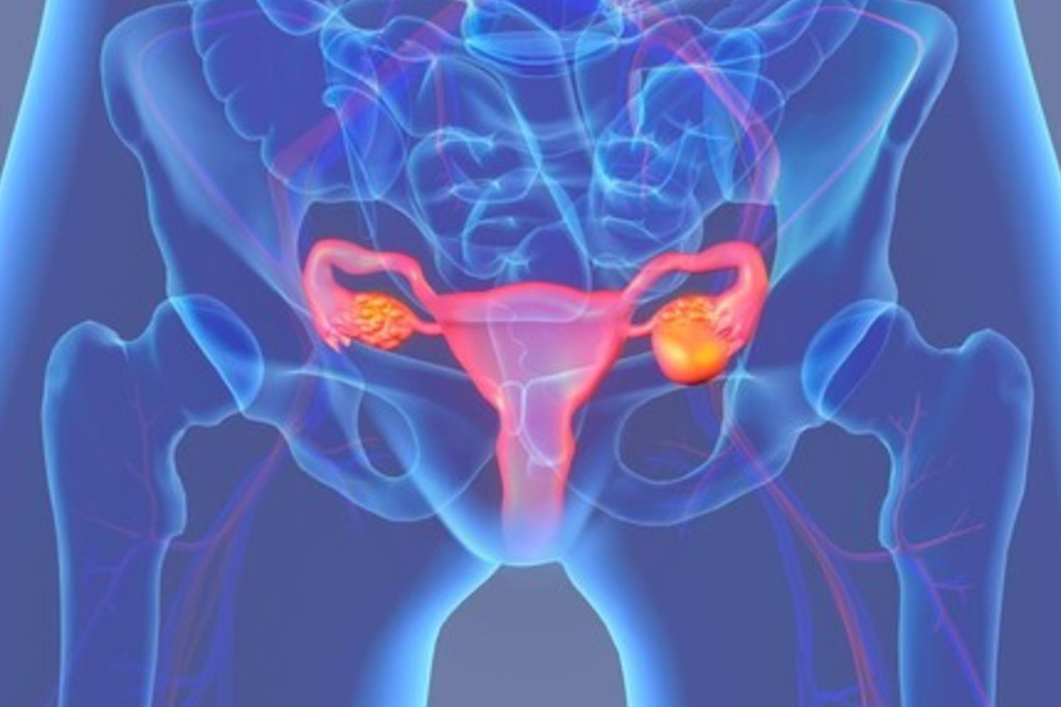 utero e ovaie