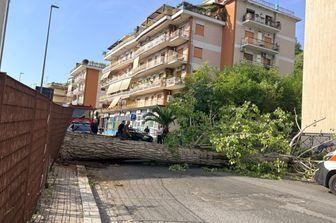 Albero caduto davanti all'università di Cassino