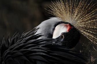 Piume