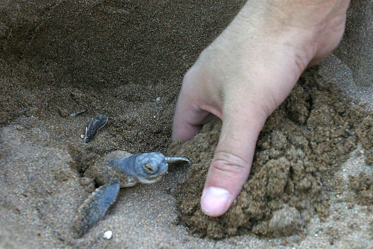 Il nido di una tartaruga marina Caretta caretta