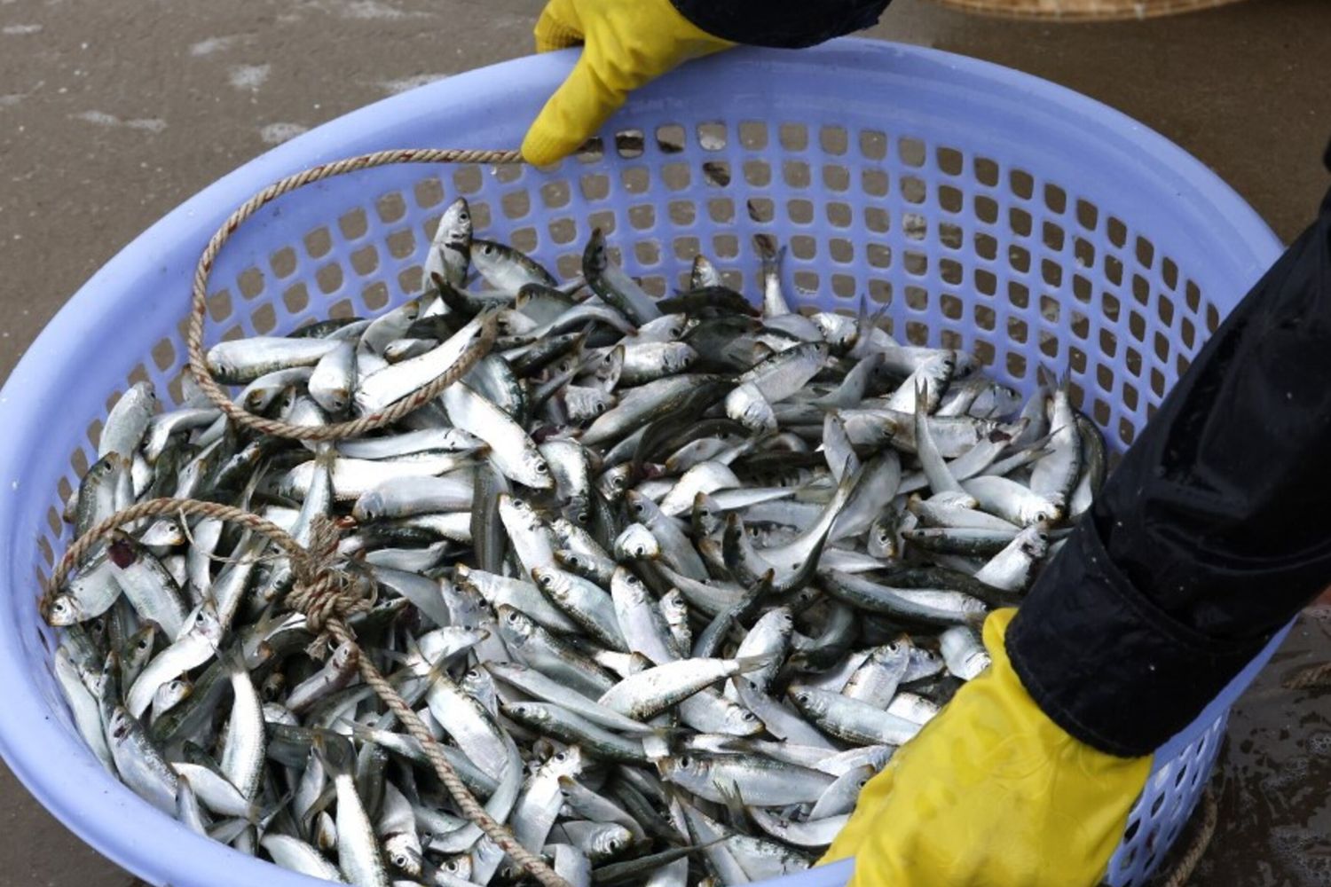 Moria di sardine lungo le coste del Sudafrica, si teme l'herpesvirus