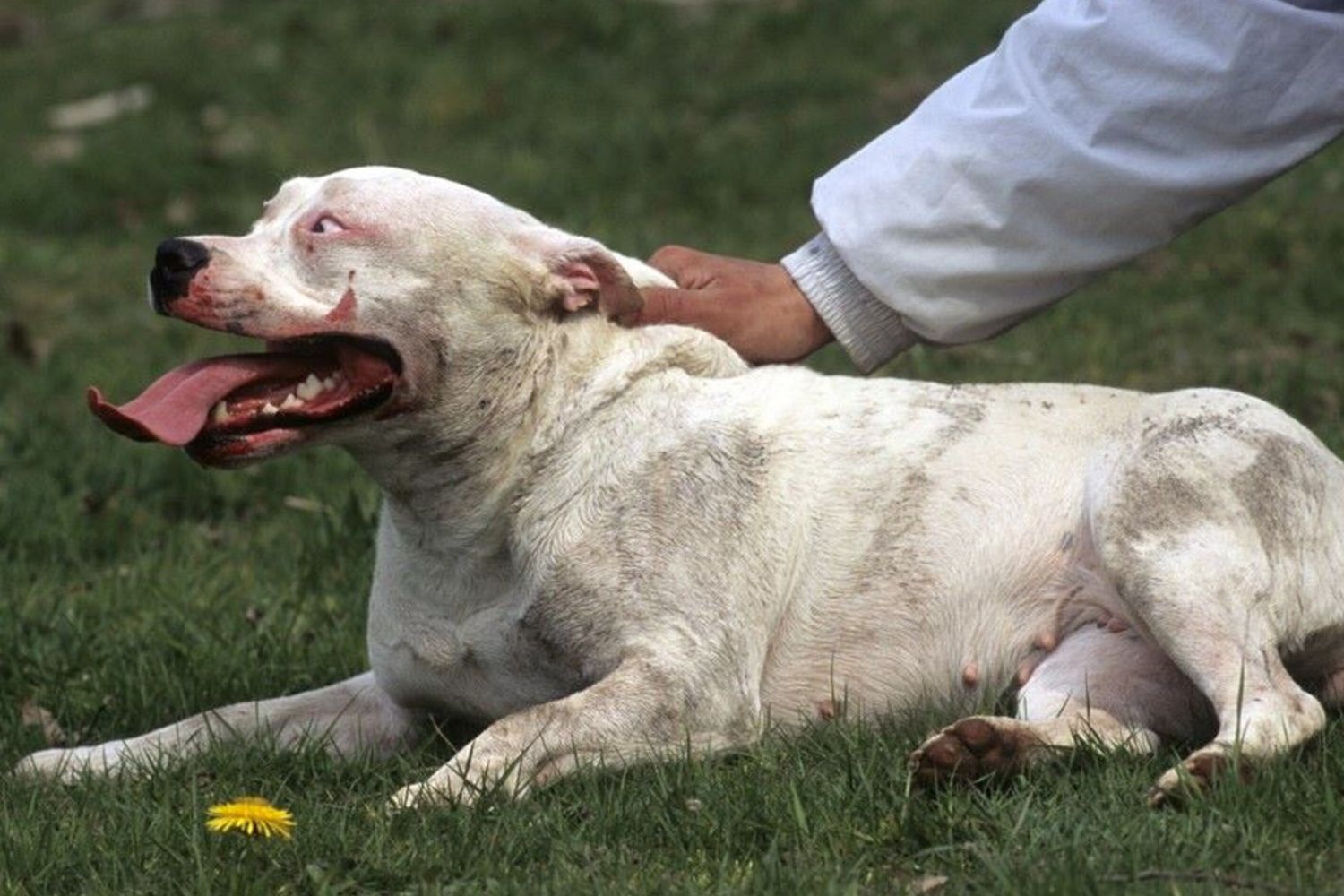 Pitbull