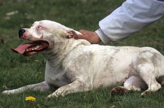 Pitbull