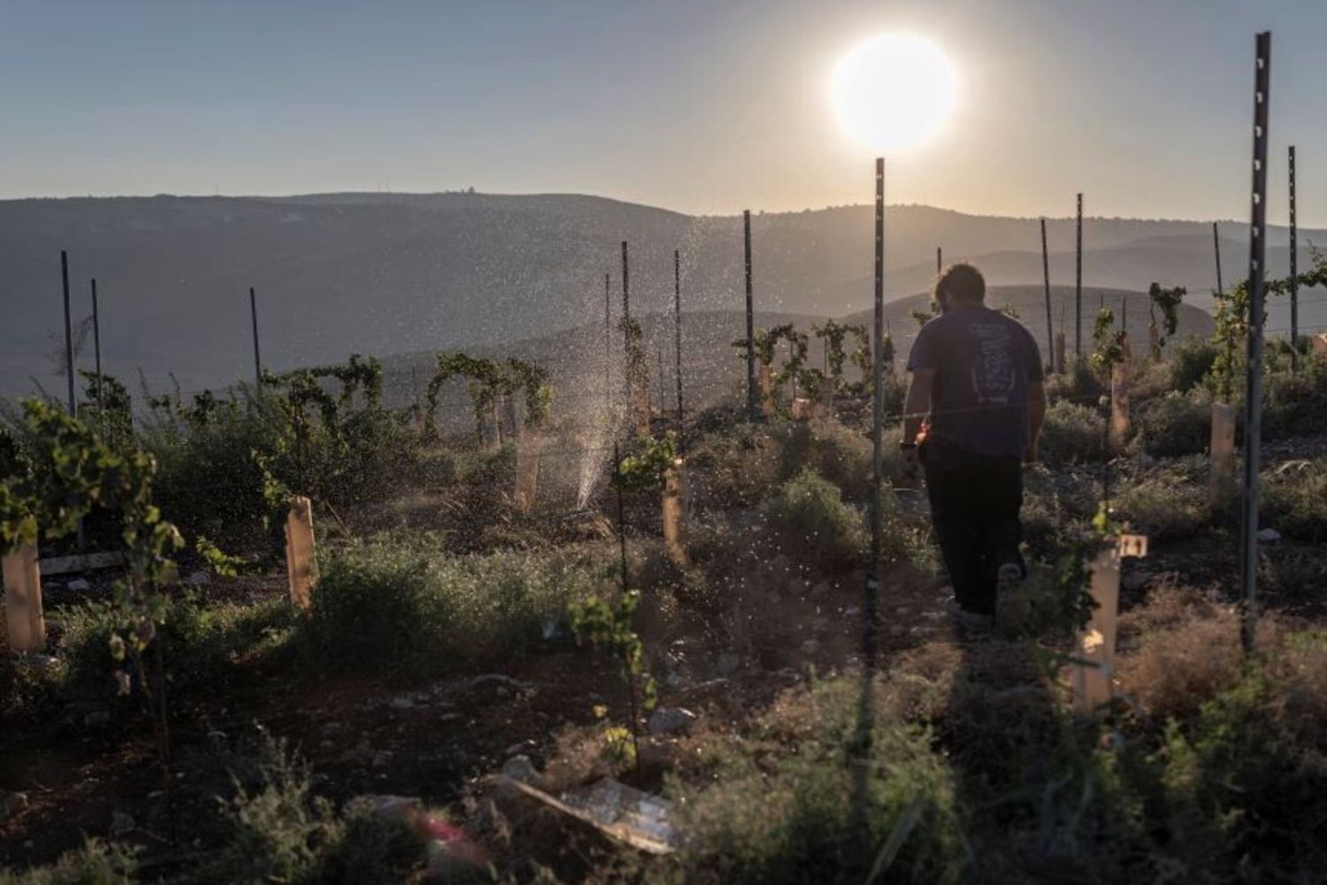 Vigneto nelle colonie israeliane in Cisgiordania