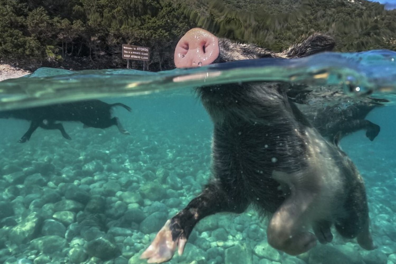 Mediterraneo