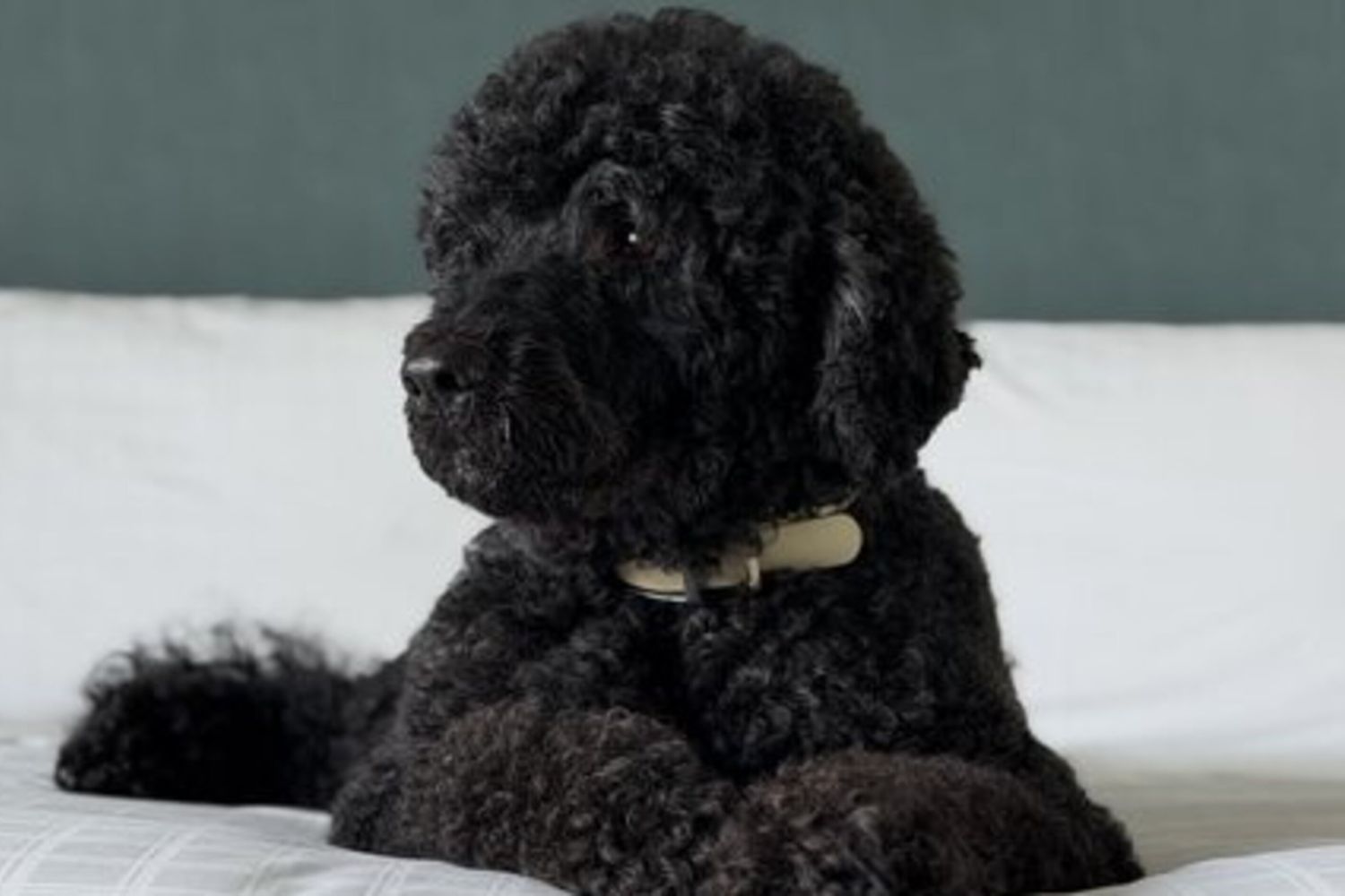 Sunny, la cagnolina di Barack Obama