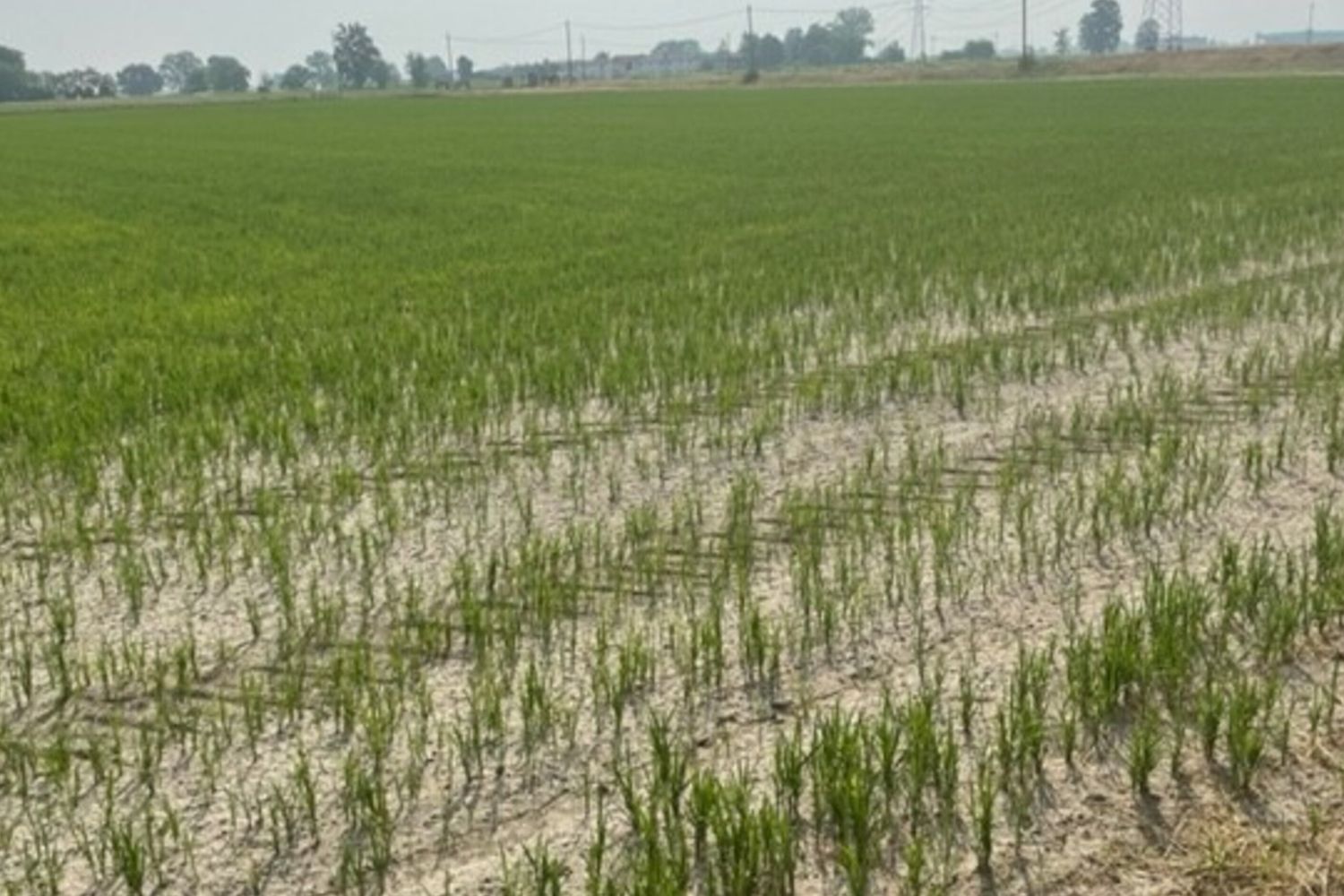 &nbsp;Un campo di riso nel Pavese secco a causa della siccit&agrave;