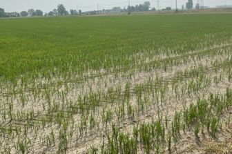 &nbsp;Un campo di riso nel Pavese secco a causa della siccit&agrave;