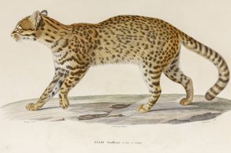 Leopardus tilcayo