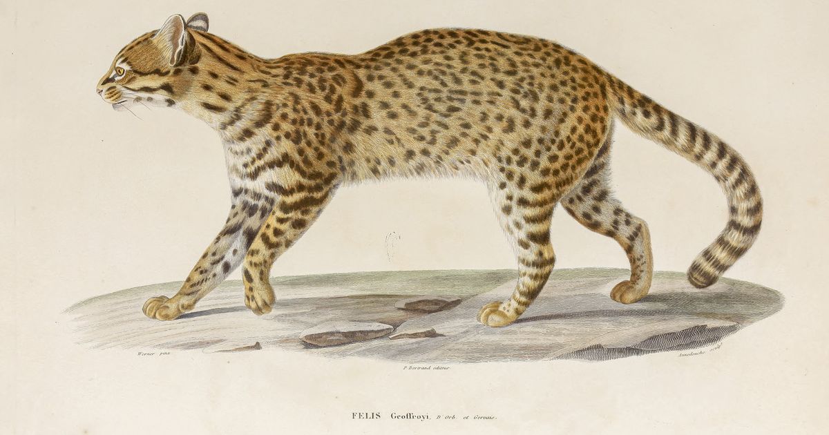 bolivia-scoperto-il-leopardus-tilcayo-dopo-oltre-un-secolo