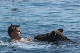 I maialini neri nuotao insieme ai bagnanti a Atokos (Grecia)