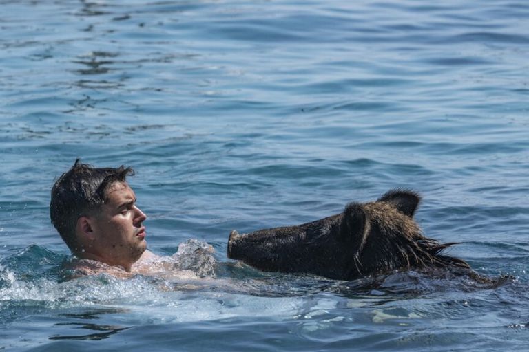 I maialini neri nuotao insieme ai bagnanti a Atokos (Grecia)