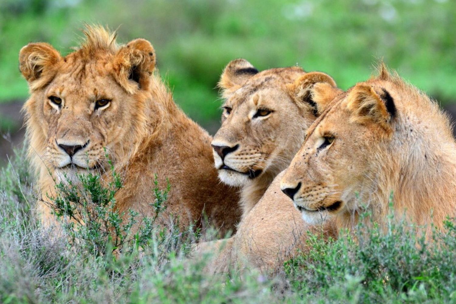 Leoni nell'Area di Conservazione di Ngorongoro, teatro della strage per avvelenamento