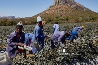 Zimbabwe: l'Italie lance un projet de soutien aux technologies agroalimentaires