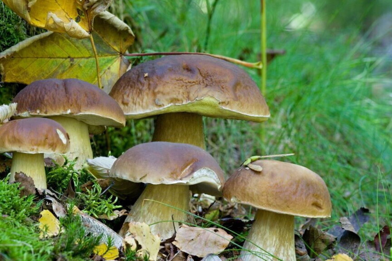 Funghi