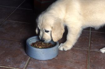 Perché cani e gatti preferiscono crocchette con proteine microbiche