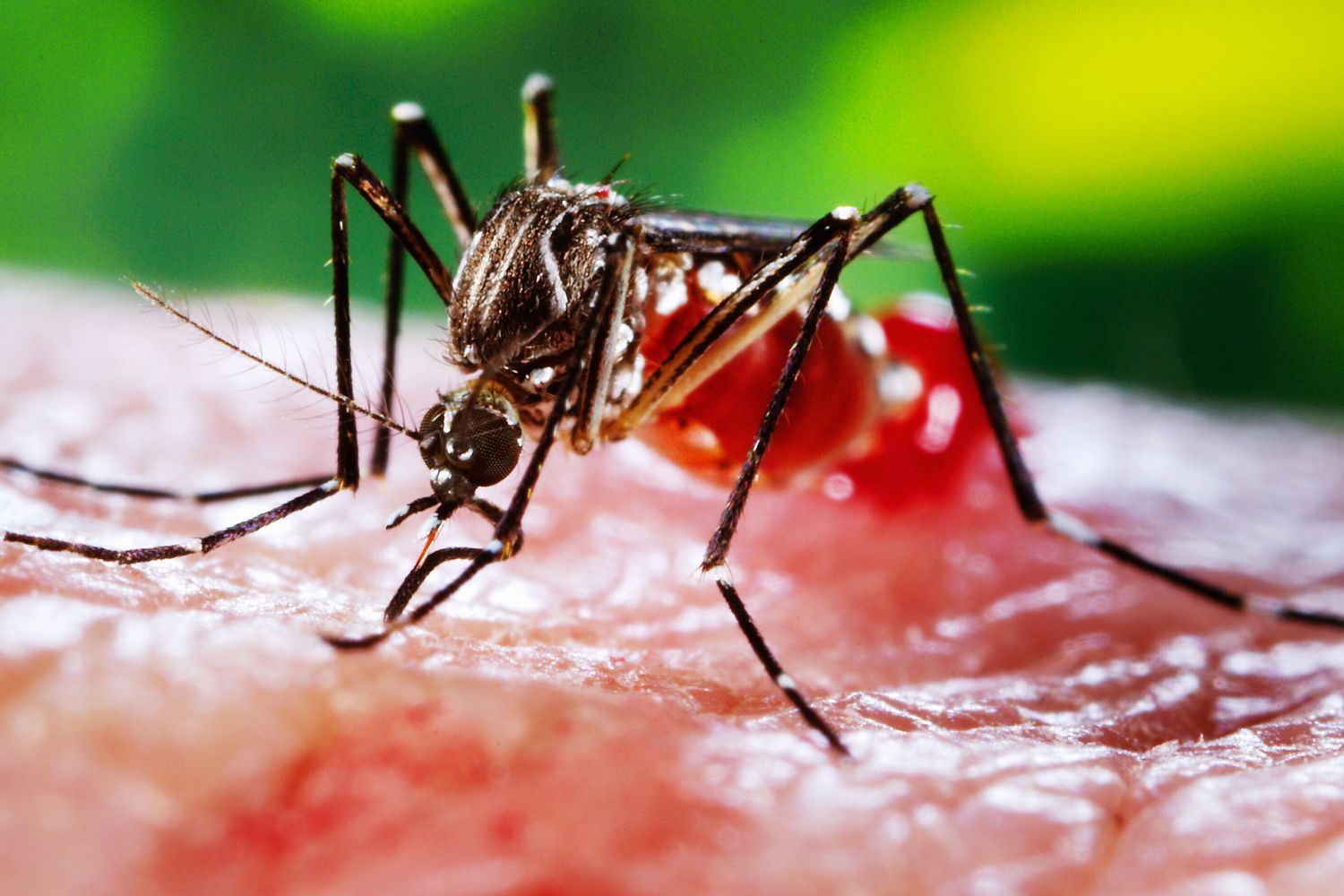 Una femmina di Aedes aegypti