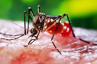 Una femmina di Aedes aegypti