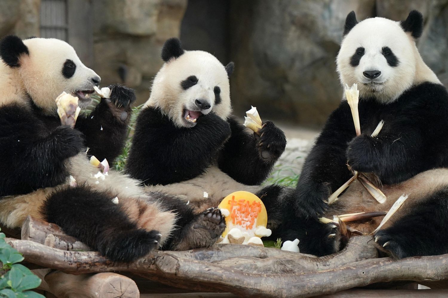 Tre panda cinesi