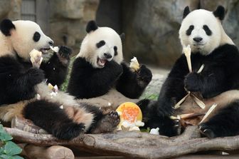Tre panda cinesi