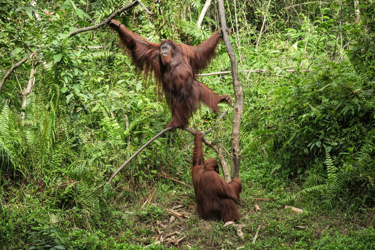 Due oranghi salvati e riabilitati nel Samboja Lestari Orangutan Rehabilitation Center, Borneo