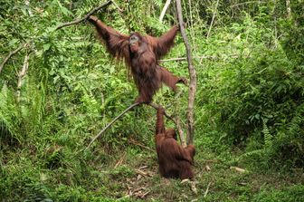 Due oranghi salvati e riabilitati nel Samboja Lestari Orangutan Rehabilitation Center, Borneo