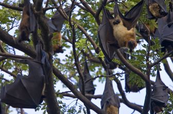La specie di pipistrelli nota come 'volpi volanti' in Sri Lanka