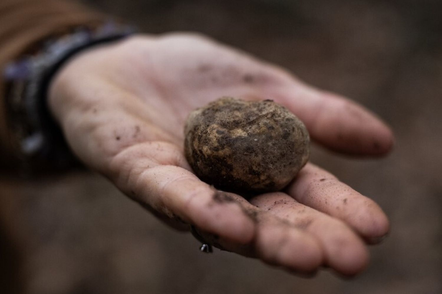 Tartufo bianco