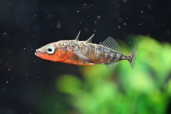 Un pesce della specie Gasterosteus nipponicus