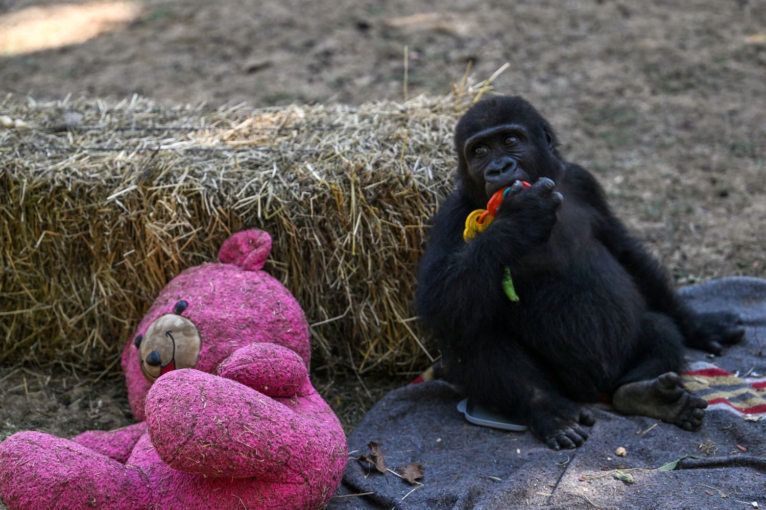 Un cucciolo di gorilla