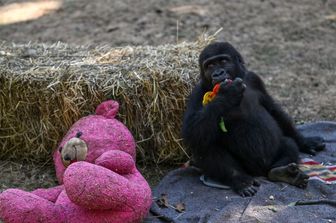 Un cucciolo di gorilla