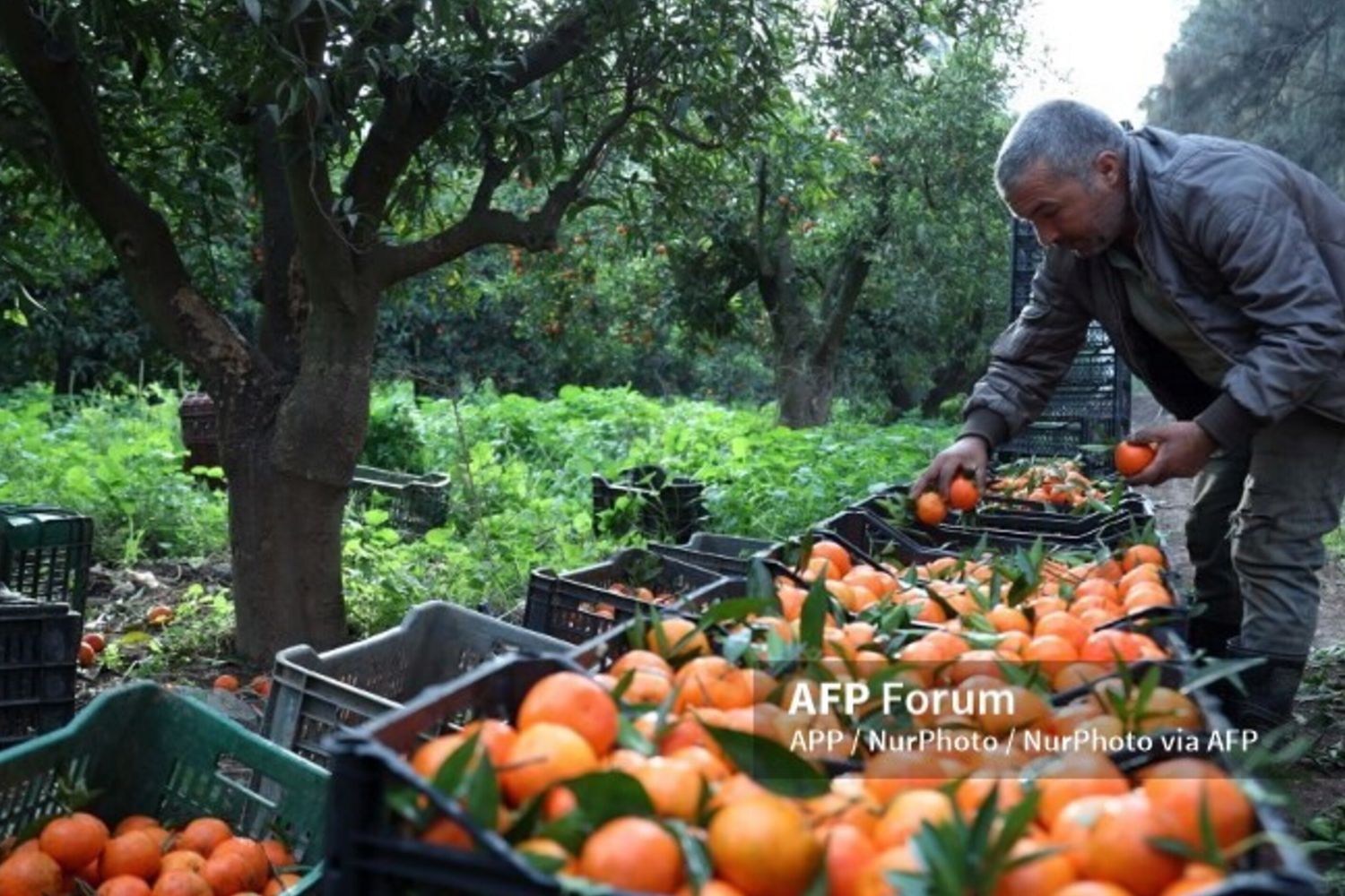 Algérie-Italie: l’agriculture devient un laboratoire de la nouvelle coopération industrielle méditerranéenne
