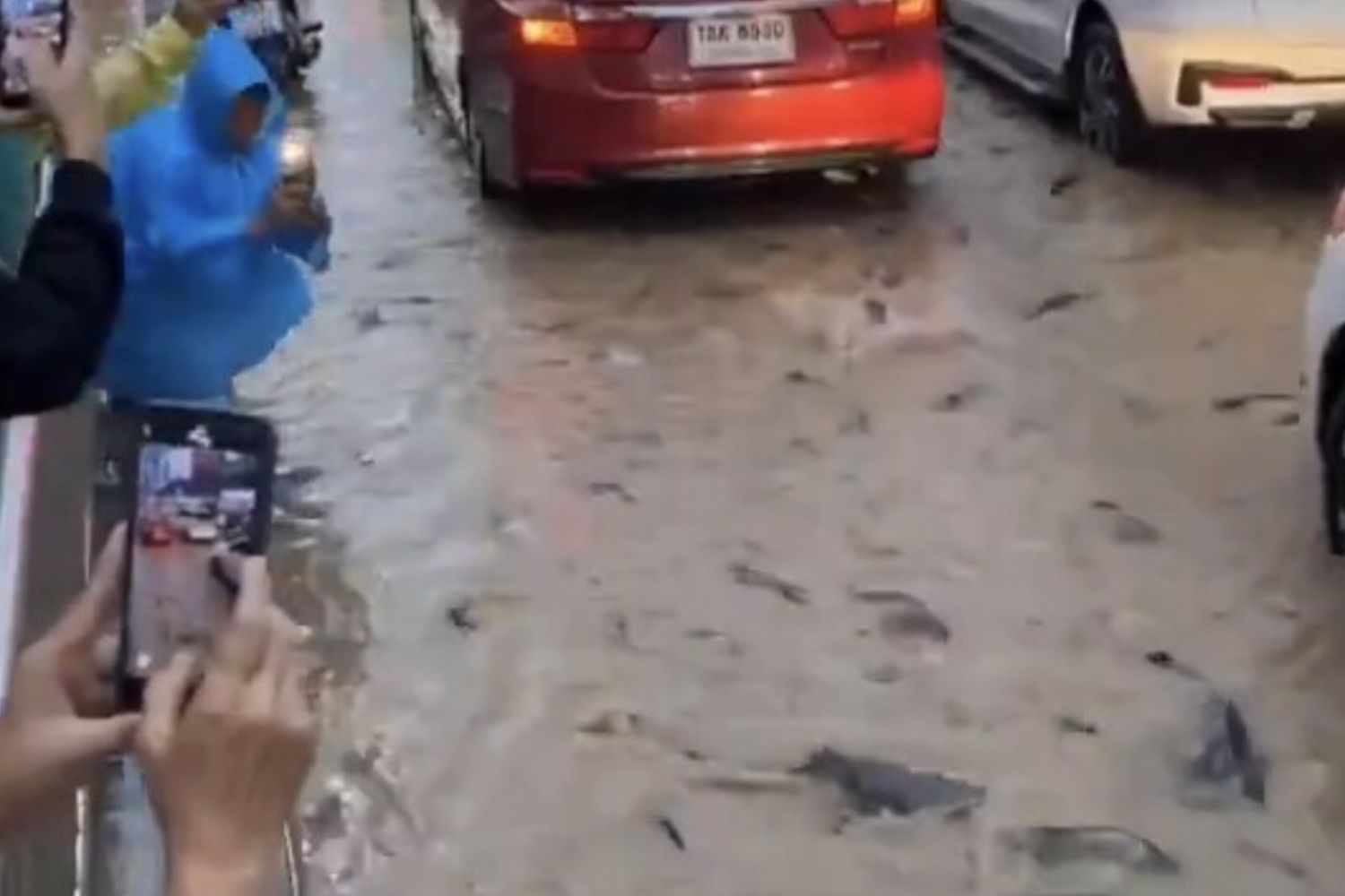 Pesci gatto nuotano per le strade di Bangkok