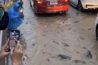 Pesci gatto nuotano per le strade di Bangkok