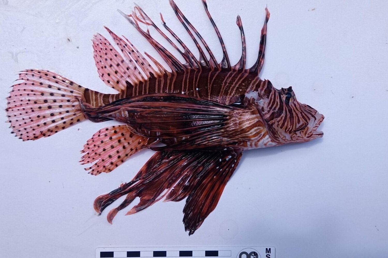 Pesce scorpione