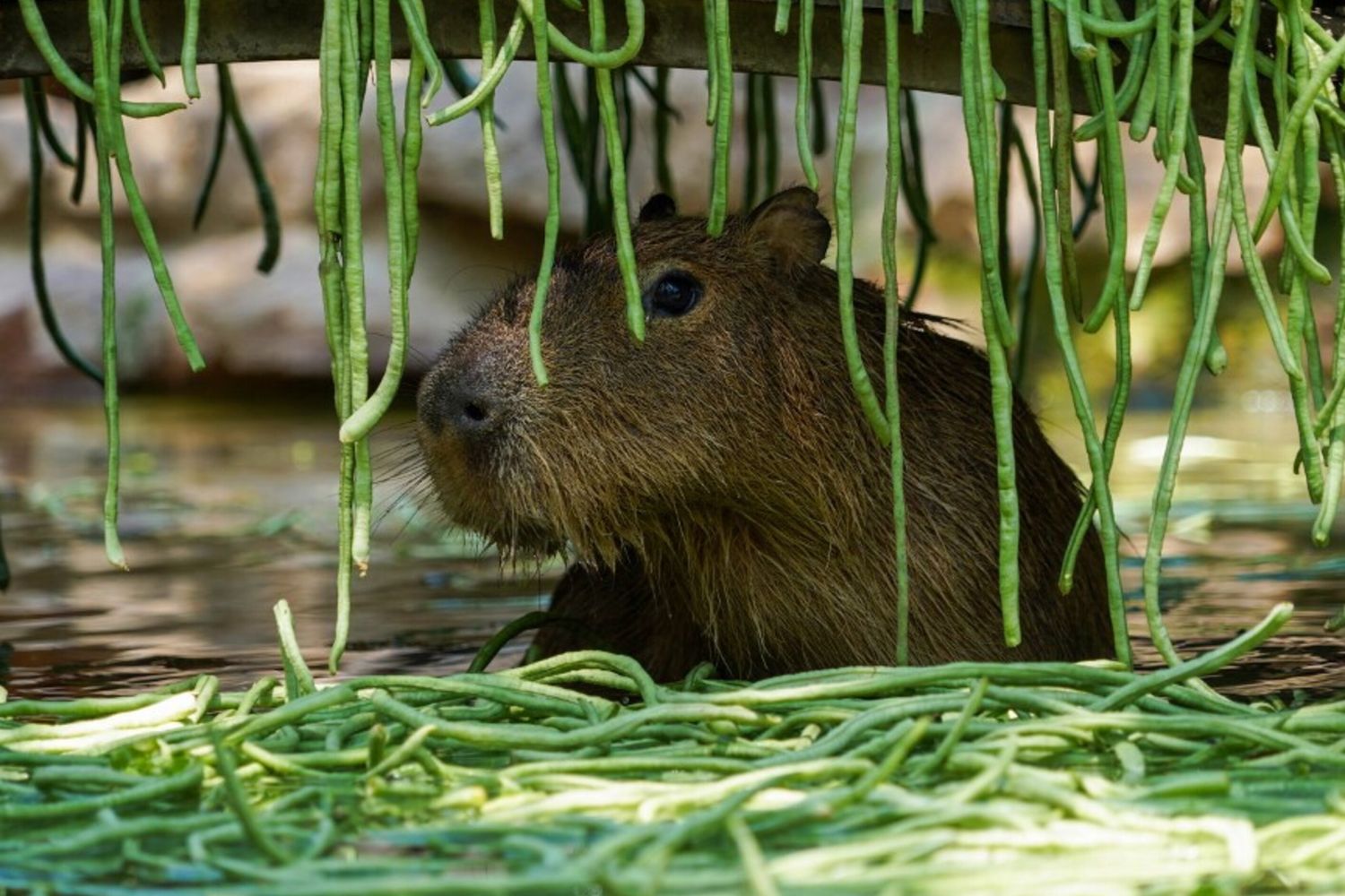 Capibara