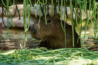 Capibara