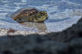 Galapagos
