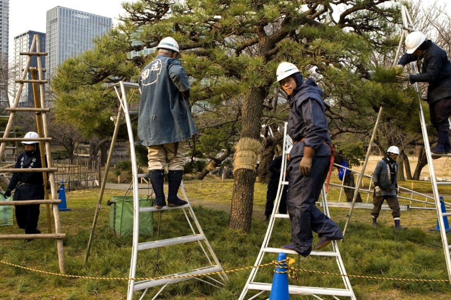Potatura alberi a Tokyo
