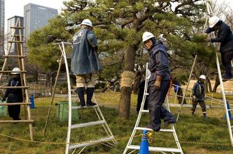 Potatura alberi a Tokyo