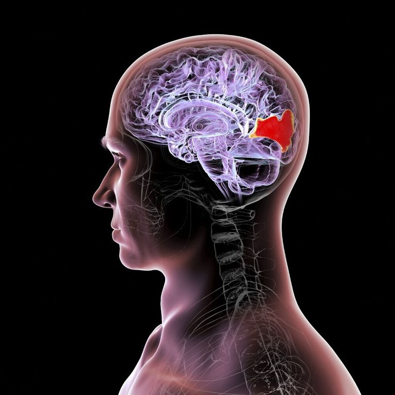 Mappatura dei circuiti cerebrali e dei neuroni attraverso l'optogenetica